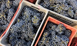 Accordo tra Vignaioli Piemontesi e le organizzazioni agricole per sostenere l’economia vitivinicola