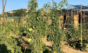Prima raccolta negli Orti Urbani di Mondovì: tutti gli appezzamenti sono stati assegnati
