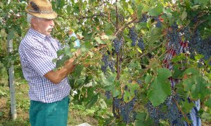 Vino, la Lega chiede l’introduzione dei voucher agricoli: ‘Il governo boicotta la vendemmia’