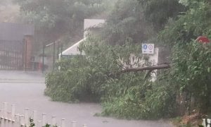 Nubifragio a Verzuolo, abbattuti alberi e pali della luce