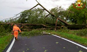 Il temporale sradica un albero tra Manta e Lagnasco: intervento dei pompieri per ripristinare i collegamenti