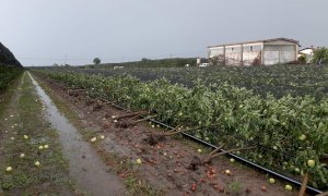 Tromba d'aria nel Saluzzese, Coldiretti: 'Interi frutteti sono stati cancellati'