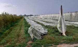 'Decine di migliaia di euro di danni per le aziende agricole cuneesi'