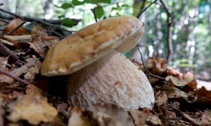 Le regole per la raccolta funghi nelle valli cuneesi
