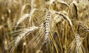 Al via il progetto di filiera ‘Gran Piemonte’ di Coldiretti Piemonte e Cap Nord Ovest