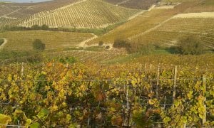 ‘Carenza di stagionali e governo incapace: è in gioco il primato dell’Italia nella produzione di vino’