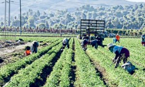Cirio a Sindaci e Prefetti: 'Il controllo della manodopera agricola in arrivo dall'estero va intensificato'