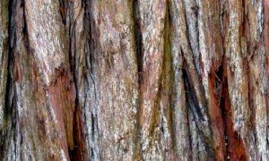 Riprendono le attività didattiche dell’associazione Vesulus con la collaborazione del Parco del Monviso