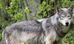 'Senza sosta le incursioni degli animali selvatici, preoccupazione per allevamenti e abitanti'