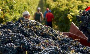 Vendemmia 2020, Coldiretti Cuneo: 'Avvisaglie di un'ottima annata'
