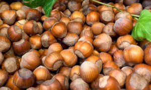 Secondo Coldiretti si prospetta un'ottima annata per le nocciole piemontesi
