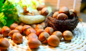 I corilicoltori cuneesi contro le prime quotazioni: ''Siamo quasi al livello delle nocciole turche''