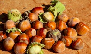 Nocciole, quotato il primo prezzo, Cia auspica il rialzo
