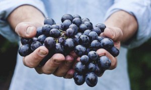 Vendemmia, ci sono prospettive per un'ottima annata