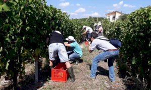 Con la stipula del nuovo protocollo al via la 'vendemmia turistica' sulle colline di Langa e Roero  