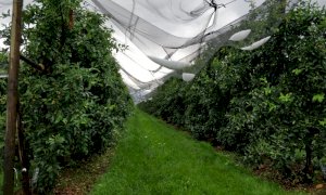 Coldiretti Piemonte: 'Gli sconvolgimenti climatici fanno calare i raccolti'