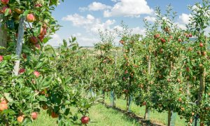 Confagricoltura Piemonte: 'Governo e Parlamento non trascurino la frutticoltura'