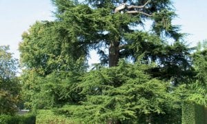 Bra, due alberi a rischio caduta: disposti l’abbattimento e la successiva ripiantumazione