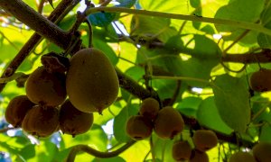 Agricoltura, Bergesio-Gastaldi (Lega): ‘Il Piemonte tra i primi produttori di kiwi, ignorato dal ministero’