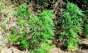Coltivava in giardino piante di marijuana alte due metri: arrestato