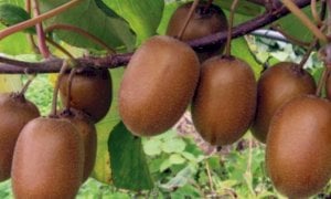 Moria dei kiwi, Protopapa: 'Il Piemonte dimenticato dal Ministero'