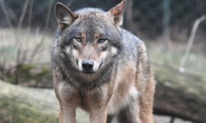 E' online il nuovo sito del progetto 'Life Wolfalps'