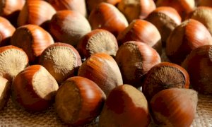 'I prezzi delle nocciole aumentano in Turchia e diminuiscono in Piemonte: assurdo'