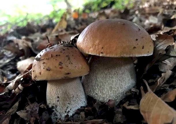 'Bulè: conosciamoli un po’': un corso per conoscere le tante curiosità legate ai funghi