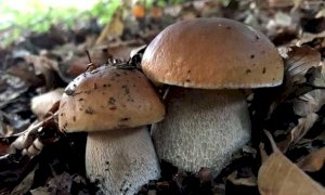 'Bulè: conosciamoli un po’': un corso per conoscere le tante curiosità legate ai funghi