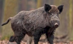 'Situazione insostenibile, servono misure urgenti per il contenimento dei cinghiali'