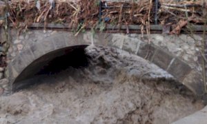 Si cerca un margaro disperso in alta valle Vermenagna