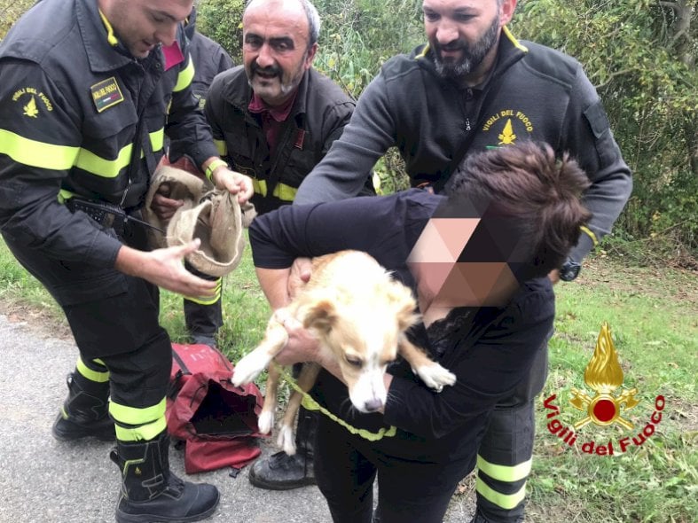 Cane cade in una gola ripida, salvato dai Vigili del fuoco