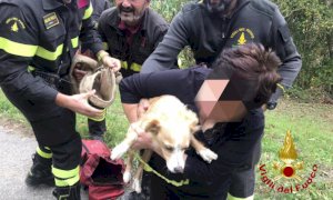 Cane cade in una gola ripida, salvato dai Vigili del fuoco