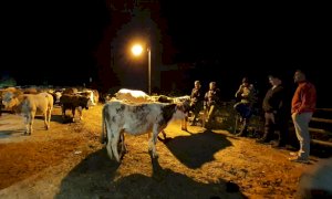 Partito da Casterino, un gruppo di margari è arrivato in valle Vermenagna con 150 mucche (FOTO E VIDEO)