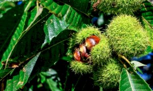 Frabosa Soprana, nel fine settimana c'è 'Castagne e Coltelli' (VIDEO)