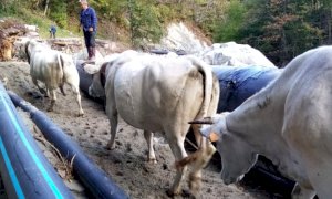 Le operazioni del Soccorso Alpino per recuperare le mucche rimaste bloccate negli alpeggi in quota