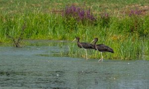 Le cicogne nere nidificano a Racconigi, nel parco del castello: è la prima volta nella pianura italiana