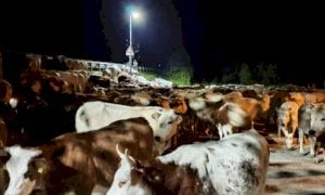 Anche il mondo dei margari conta i danni dell'alluvione che ha devastato le Alpi del mare