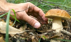 Autunno, stagione di funghi: tutte le regole per la raccolta