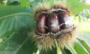 Chiusa Pesio, il Sindaco regala una pianta di marrone ai nuovi nati