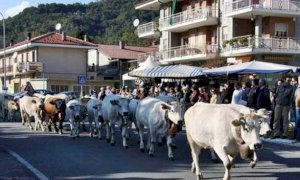 Rifreddo, annullata la 'Sagra d’autunno e Giornata Contadina' del 25 ottobre