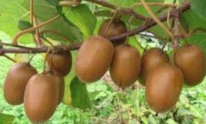 'Soddisfatti per il gruppo nazionale sulla morìa del kiwi'