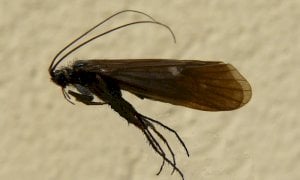 Scoperto un nuovo insetto nel Parco del Monviso, il Drusus delmastroi