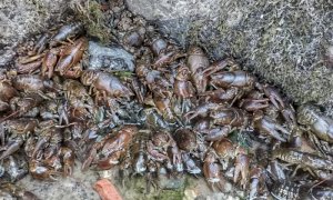 Post alluvione, gamberi di fiume recuperati dal canale Bealera Grossa a Borgo San Dalmazzo (VIDEO)