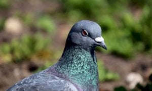 Piccioni inselvatichiti, Confagricoltura Piemonte chiede un piano di selezione