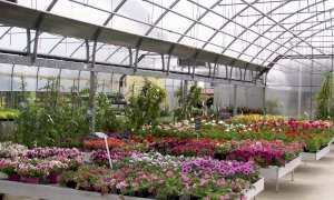 Nel fine settimana dei Santi garden aperti per la vendita di piante, fiori e prodotti accessori