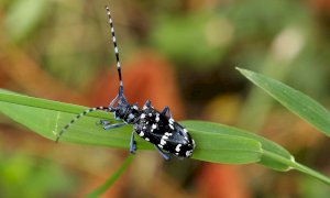 A Cerialdo saranno abbattute alcune piante colpite dal tarlo asiatico
