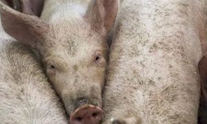'Peste suina in Germania, necessario fermare le importazioni di animali dalle zone colpite'