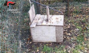 Lacci d'acciaio e trappole per catturare gli animali selvatici: segnalato alla Procura il responsabile