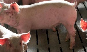 'Peste suina in Germania, l'Unione Europea ferma la movimentazione'